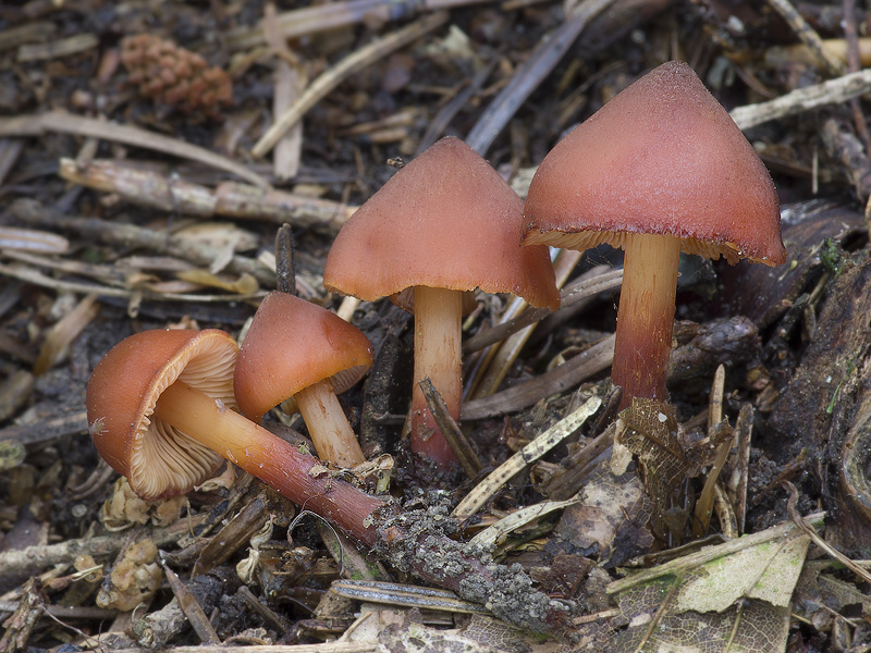 Phaeocollybia jennyi